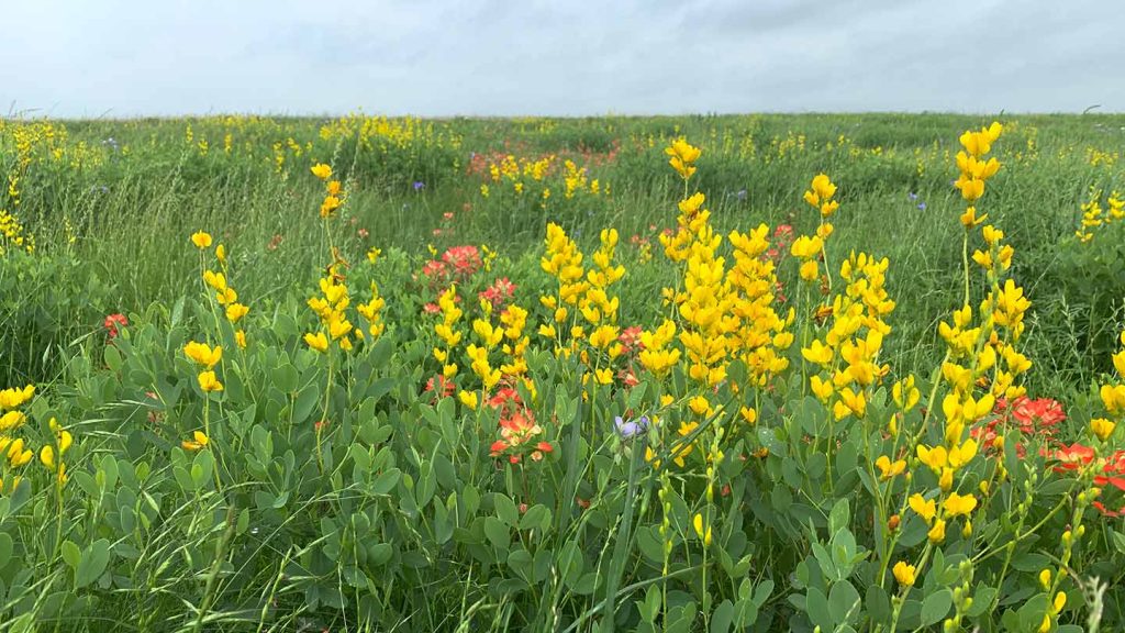 ie perigus ballinagree biodiversity baptisia sphaerocarpon